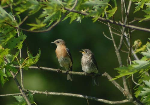 adult female and fledgling on ugly young maple